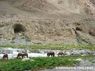 Swarupa's journey to Pangong Tso, Ladakh 14
