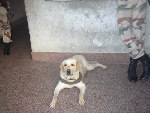 Labrador police dog