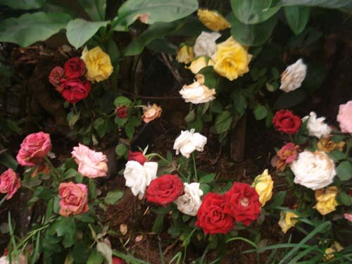 Roses at the Flower Exhibition Centre in Gangtok