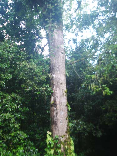 Tall tree along the forest trail to Rabentze Ruins in Pelling